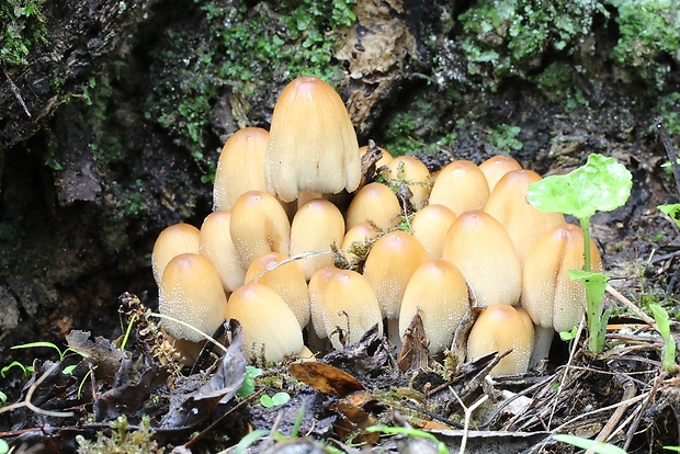 hnojník Coprinellus sp.