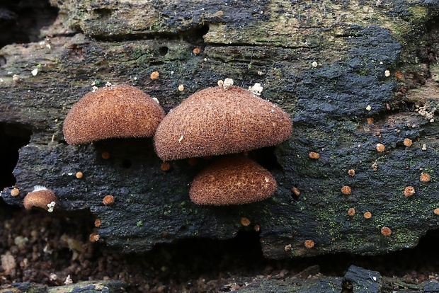 pahliva šafranová Crepidotus crocophyllus (Berk.) Sacc.