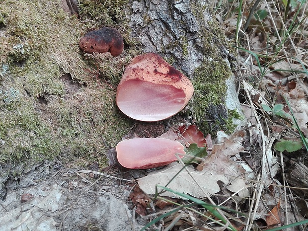 pečeňovec dubový Fistulina hepatica (Schaeff.) With.