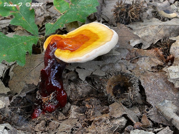 lesklokôrovka obyčajná Ganoderma lucidum (Curtis) P. Karst.