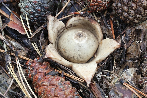 hviezdovka červenkastá Geastrum rufescens Pers.