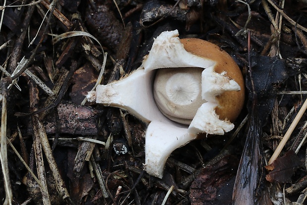 hviezdovka mechovitá Geastrum saccatum Fr.