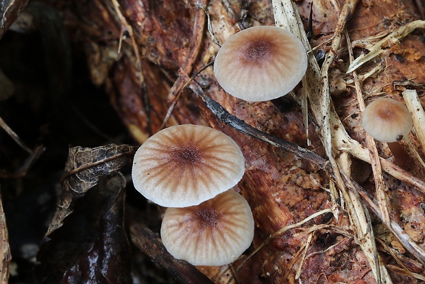 špička smradľavá Gymnopus foetidus (Sowerby) J.L. Mata & R.H. Petersen