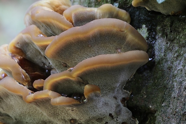 ryšavec bukový Inonotus nodulosus (Fr.) P. Karst.