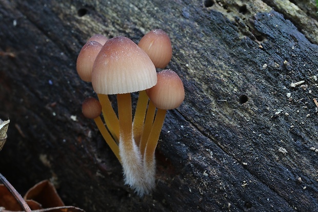 prilbička žltohlúbiková Mycena renati Quél.