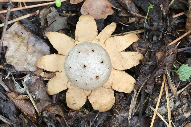 mnohokrčka dierkovaná Myriostoma coliforme (Dicks.) Corda