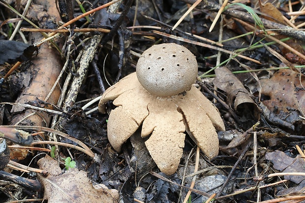 mnohokrčka dierkovaná Myriostoma coliforme (Dicks.) Corda