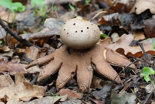 mnohokrčka dierkovaná Myriostoma coliforme (Dicks.) Corda