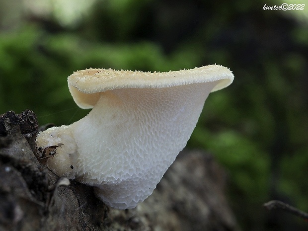 trúdnik veľkopórový Neofavolus alveolaris (DC.) Sotome & T. Hatt.