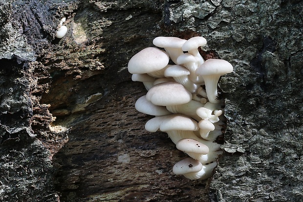 hliva buková Pleurotus pulmonarius (Fr.) Quél.