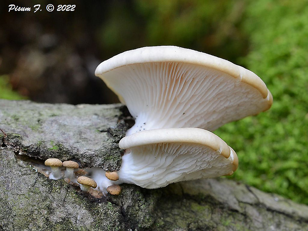 hliva buková Pleurotus pulmonarius (Fr.) Quél.