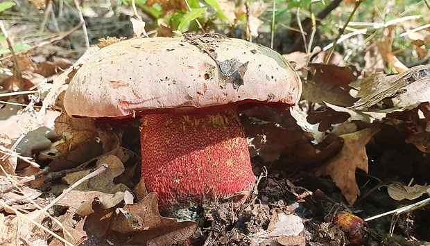 hríb purpurový Rubroboletus rhodoxanthus Kuan Zhao &amp; Zhu L. Yang