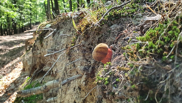 hríb zrnitohlúbikový Sutorius luridiformis (Rostk.) G. Wu & Zhu L. Yang