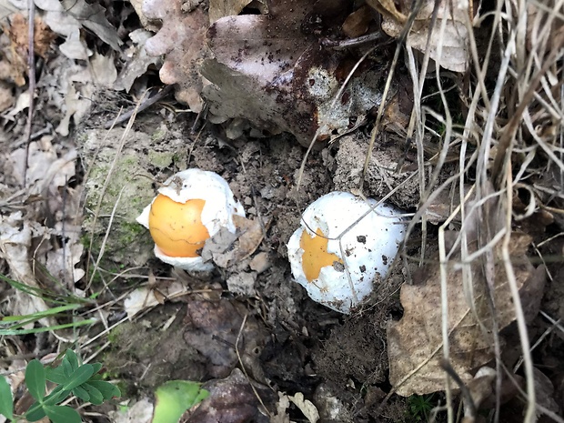 muchotrávka cisárska Amanita caesarea (Scop.) Pers.