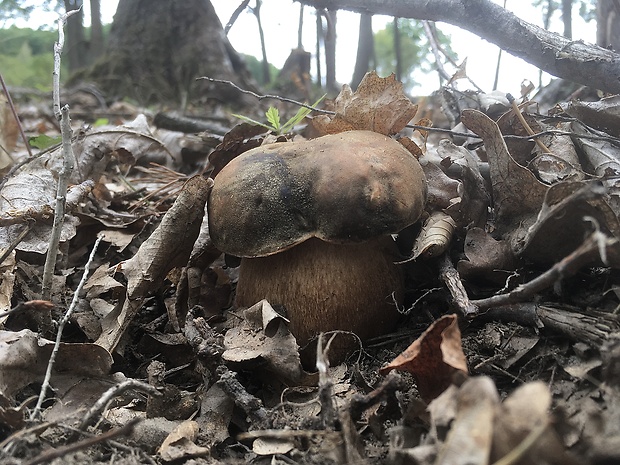 hríb bronzový Boletus aereus Bull. ex Fr.