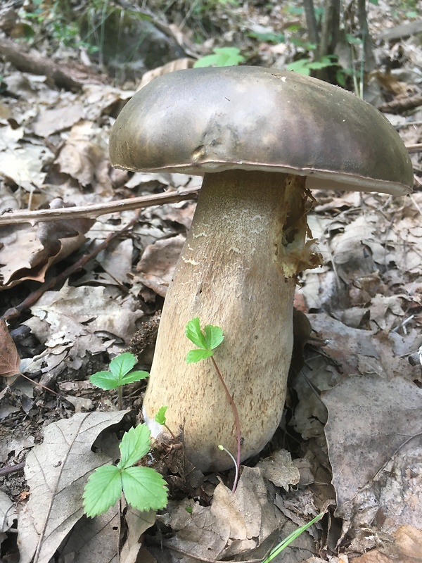 hríb bronzový Boletus aereus Bull. ex Fr.