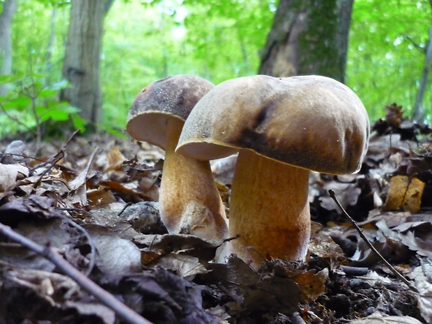 hríb bronzový Boletus aereus Bull. ex Fr.