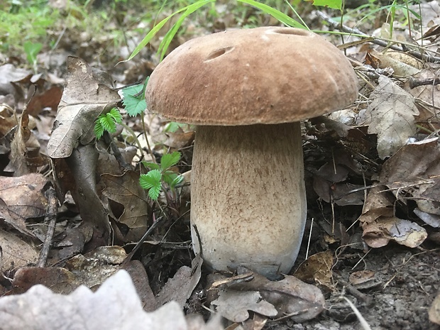 hríb dubový Boletus reticulatus Schaeff.