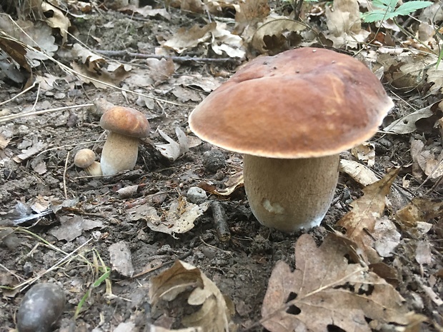 hríb dubový Boletus reticulatus Schaeff.