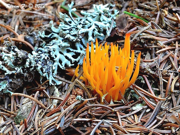 parôžkovec lepkavý Calocera viscosa (Pers.) Fr.