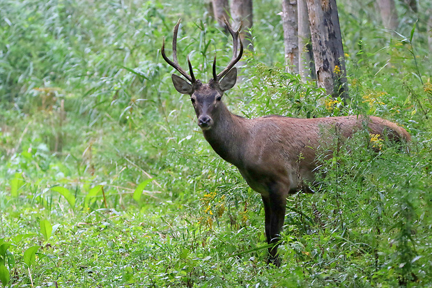 jeleň lesný Cervus elaphus