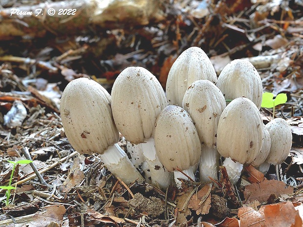 hnojník Romagnesiho Coprinopsis romagnesiana (Singer) Redhead, Vilgalys & Moncalvo