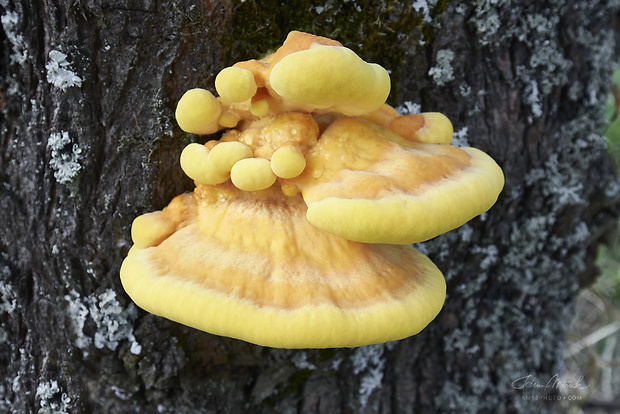 sírovec obyčajný Laetiporus sulphureus (Bull.) Murrill