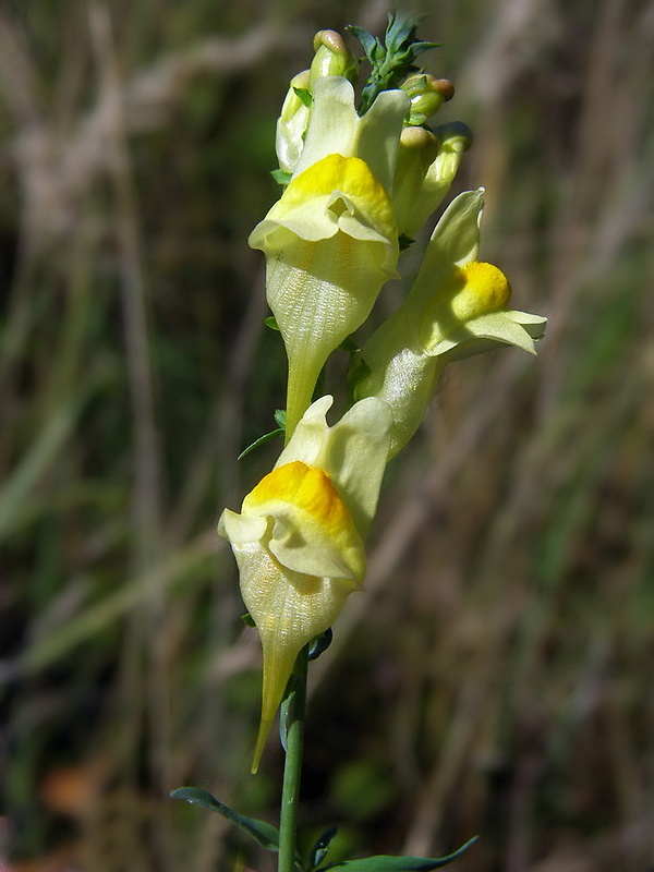 pyštek obyčajný Linaria vulgaris Mill.