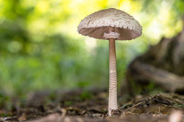 bedľa vysoká Macrolepiota procera (Scop.) Singer