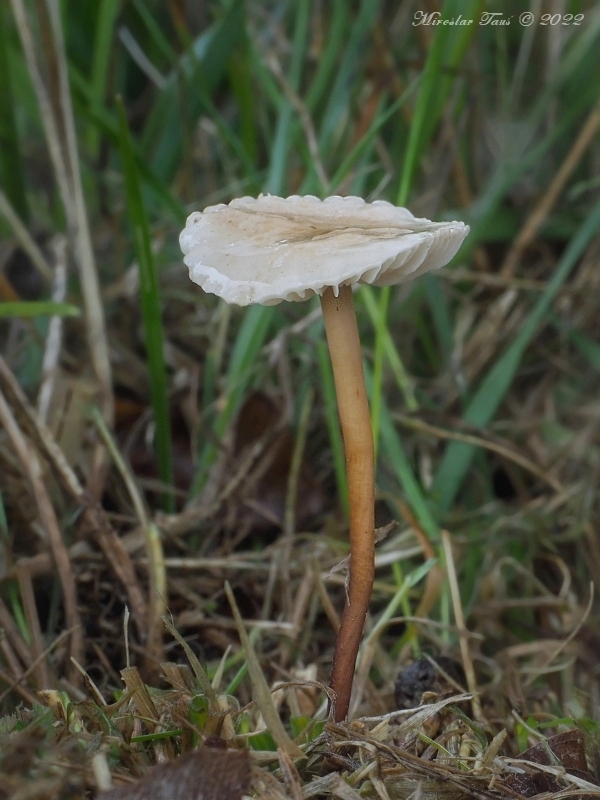 tanečnica orešcová Mycetinis scorodonius (Fr.) A.W. Wilson & Desjardin