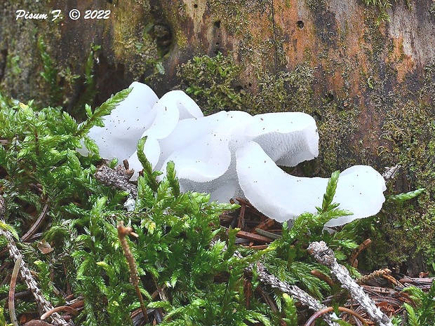 pajelenka želatínová Pseudohydnum gelatinosum (Scop.) P. Karst.