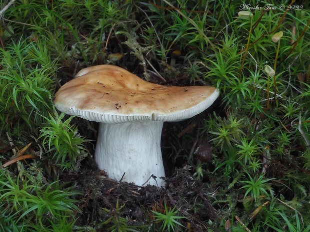 plávka lasičia Russula mustelina Fr.