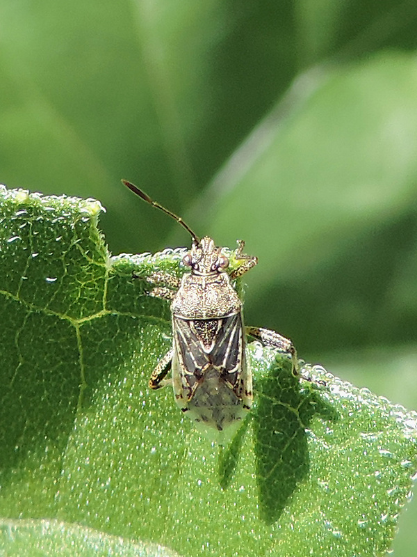 obrubnica / vroubenkovka obecná Stictopleurus punctatonervosus Goeze, 1778