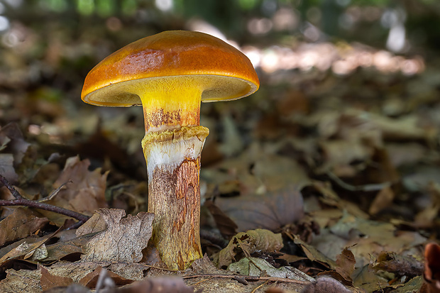 masliak smrekovcový Suillus grevillei (Klotzsch) Singer