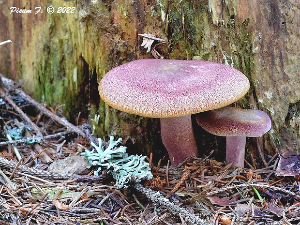 čírovec červenožltý Tricholomopsis rutilans (Schaeff.) Singer