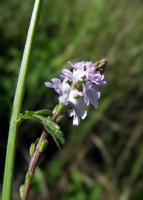 železník lekársky Verbena officinalis L.