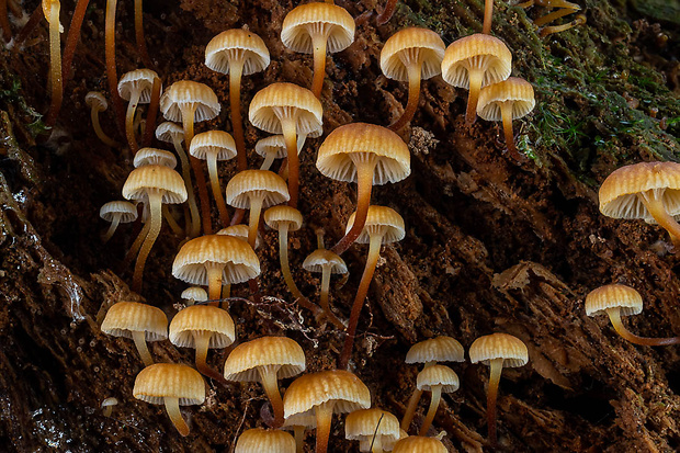 tanečnička zvončekovitá Xeromphalina campanella (Batsch) Maire