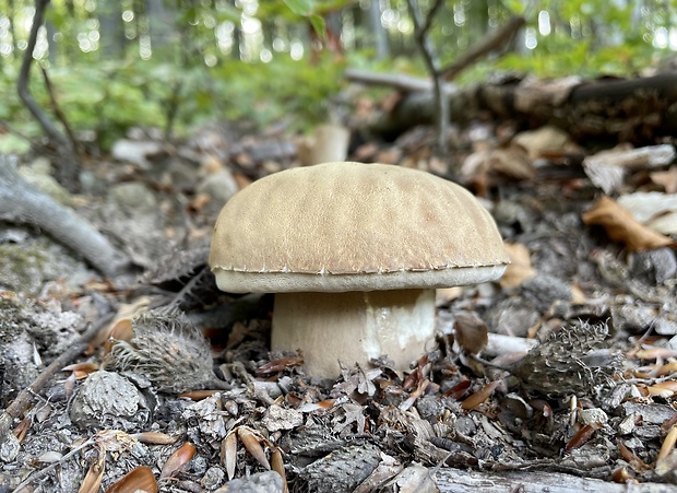 hríb dubový Boletus reticulatus Schaeff.