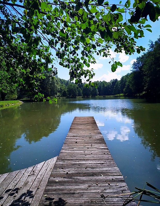 Rybník Javorec Acer pond