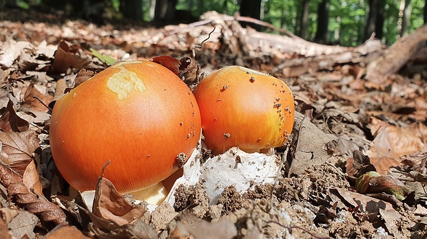 muchotrávka cisárska Amanita caesarea (Scop.) Pers.