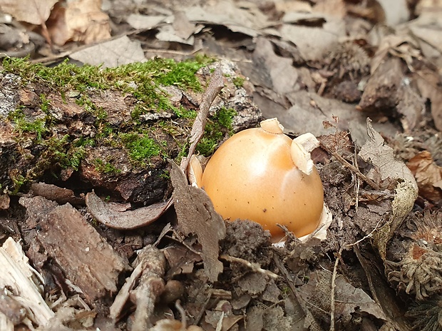 muchotrávka oranžová Amanita crocea (Quél.) Singer