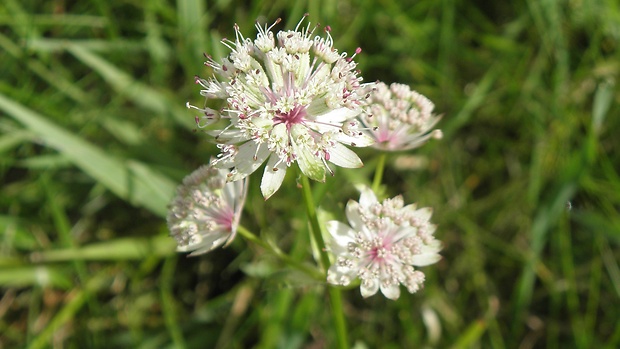 jarmanka väčšia Astrantia major L.