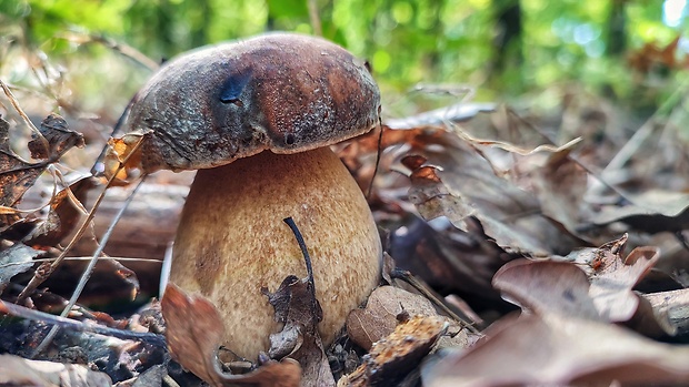 hríb bronzový Boletus aereus Bull. ex Fr.