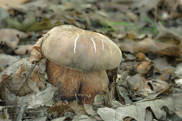 hríb bronzový Boletus aereus Bull. ex Fr.