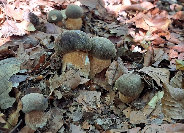 hríb bronzový Boletus aereus Bull. ex Fr.