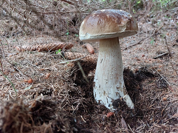 hríb smrekový Boletus edulis Bull.