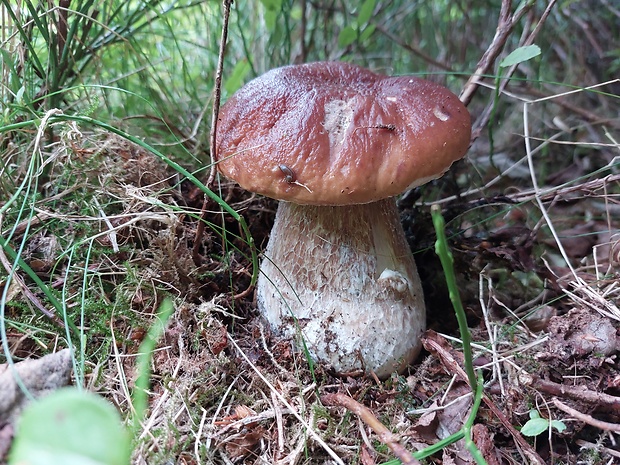 hríb smrekový Boletus edulis Bull.