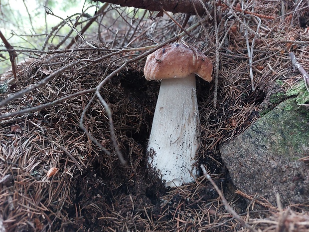 hríb smrekový Boletus edulis Bull.