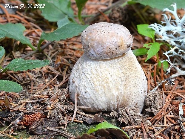 hríb smrekový Boletus edulis Bull.