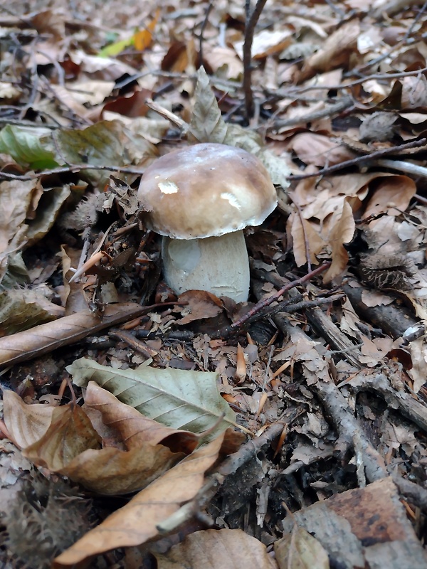 hríb dubový Boletus reticulatus Schaeff.